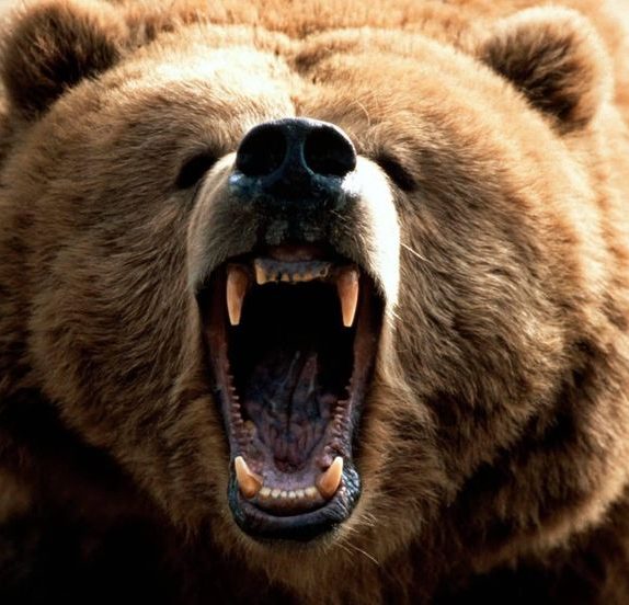 Kodiak Bear